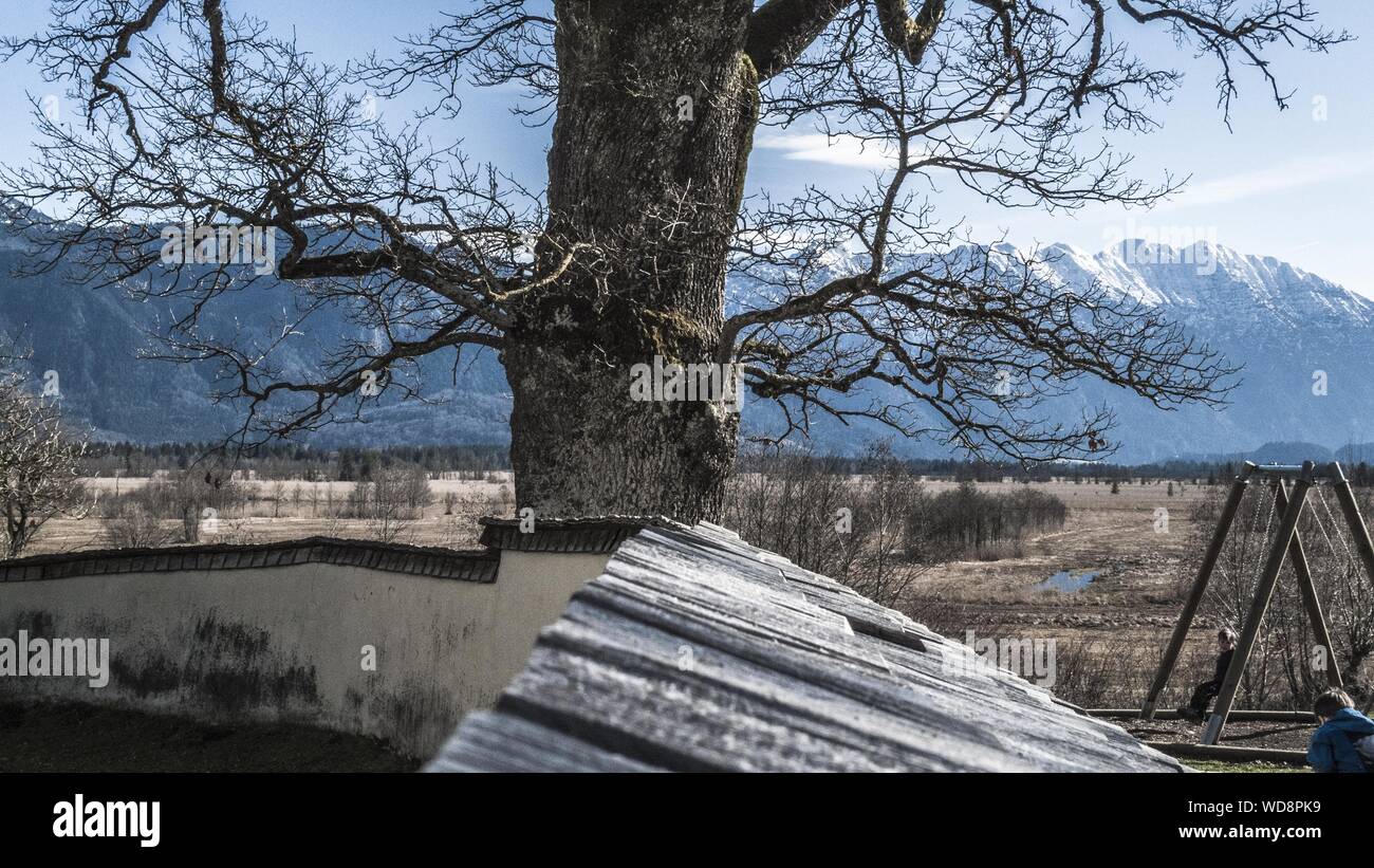 Vecchio albero vicino a una chiesa un muschio asciutto nel terreno pianeggiante poco prima dell'inizio delle alpi Foto Stock