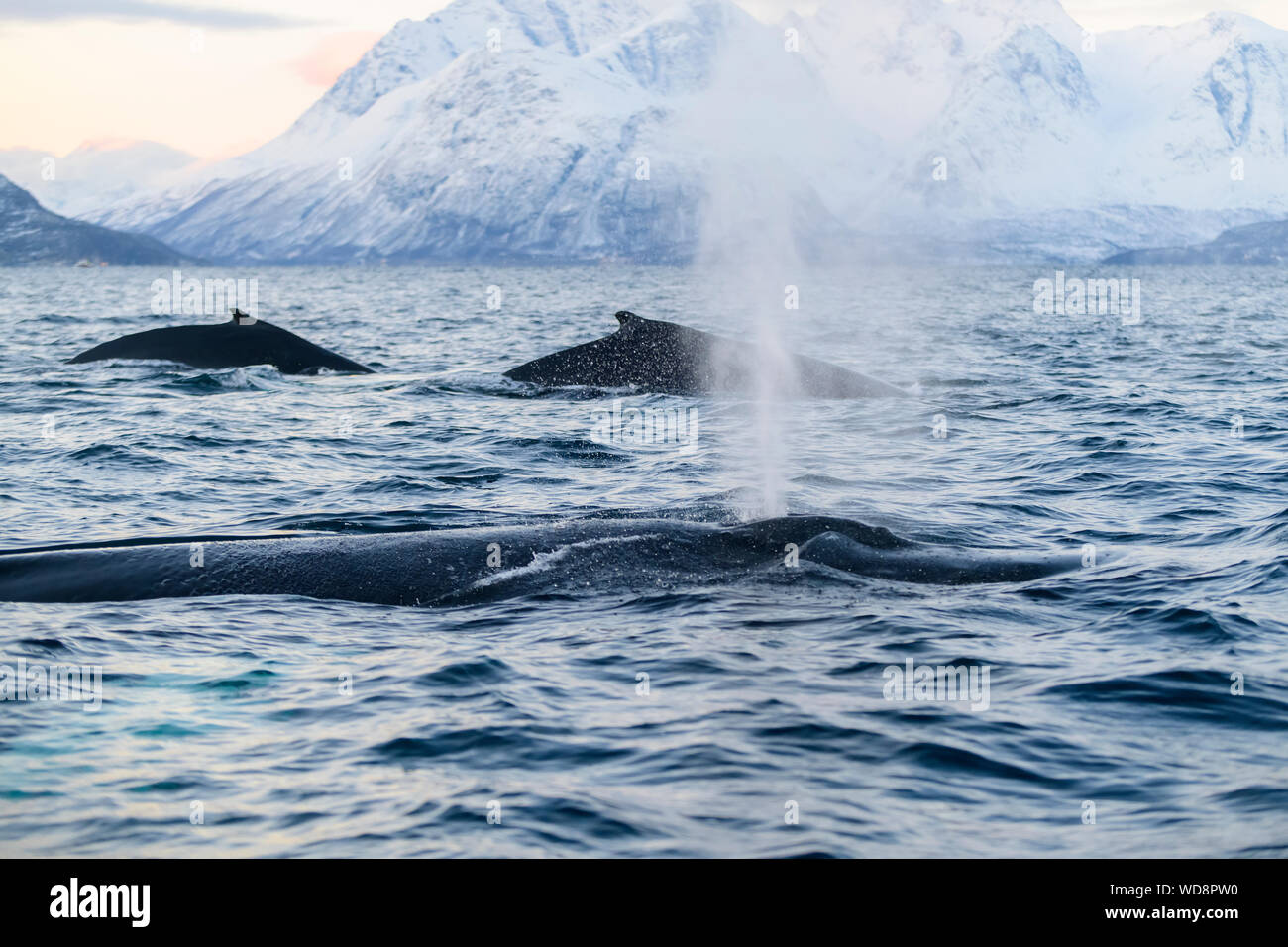 Colpo da Humpback Whale, megattere, Megaptera novaeangliae, Kvaloyvagen, Norvegia, Oceano Atlantico Foto Stock