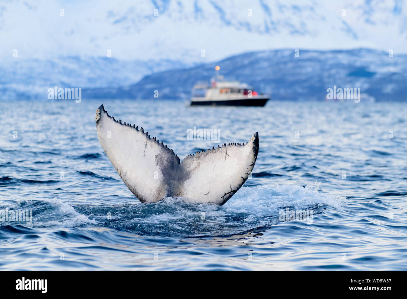 Fluke da Humpback Whale e barca per fare whale watching, Megaptera novaeangliae, Kvaloyvagen, Norvegia, Oceano Atlantico Foto Stock