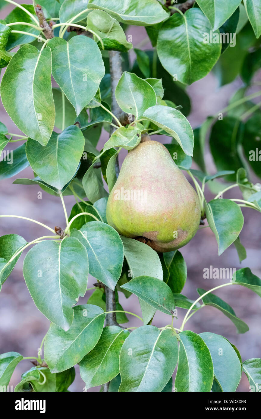 Close-up di compact dessert pera concorde sulla frutta di un albero di pera, Pyrus communis 'Concorde'. Foto Stock