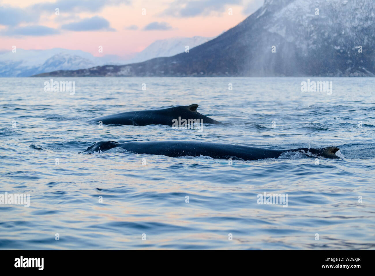 Humpback Whale, Megaptera novaeangliae, Kvaloyvagen, Norvegia, Oceano Atlantico Foto Stock