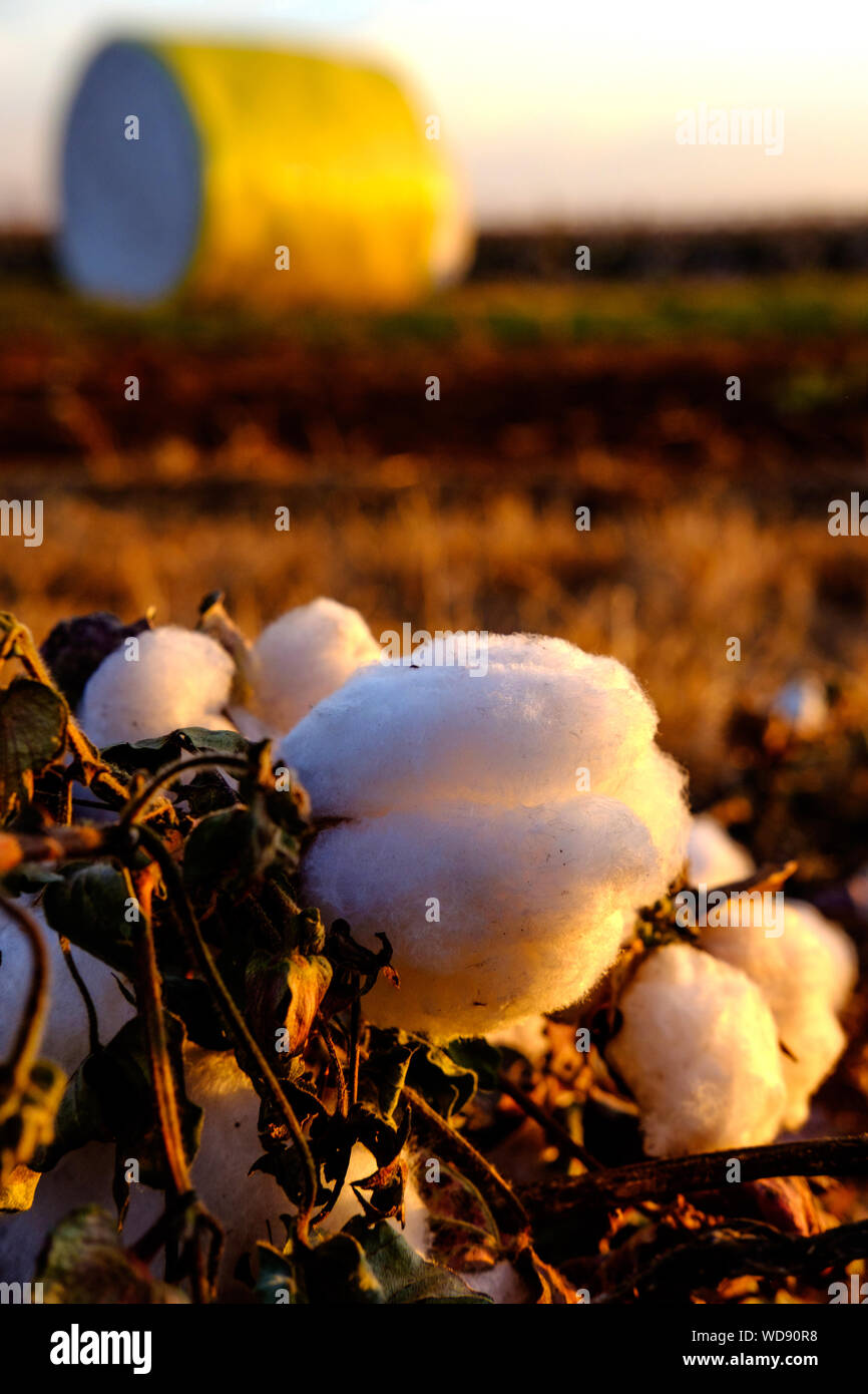 Batuffolo di cotone con balle di cotone in massa posteriore Foto Stock