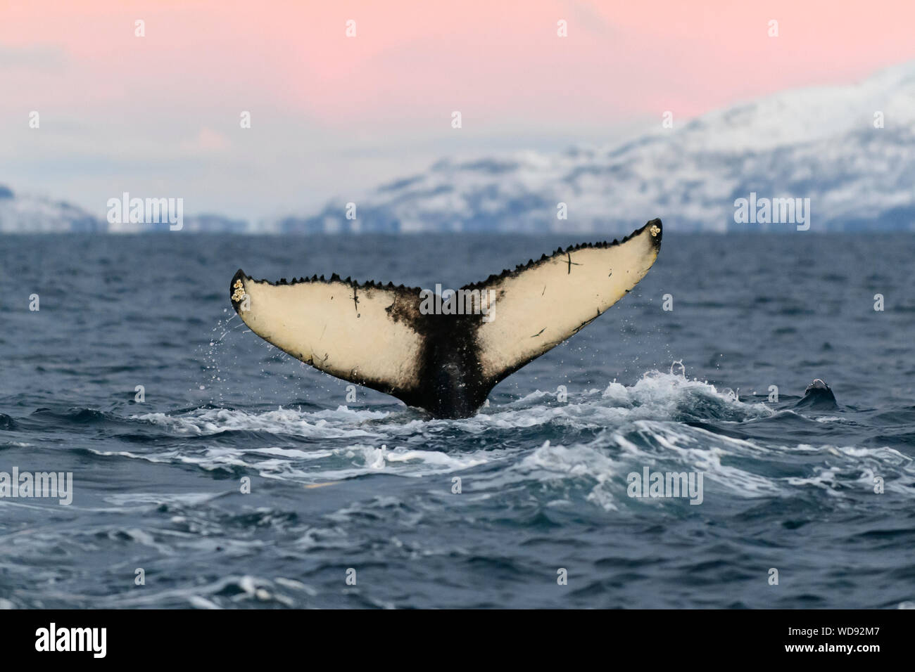 Tramonto con Humpback Whale, humpback con fluke, Megaptera novaeangliae, Kvaloyvagen, Norvegia, Oceano Atlantico Foto Stock