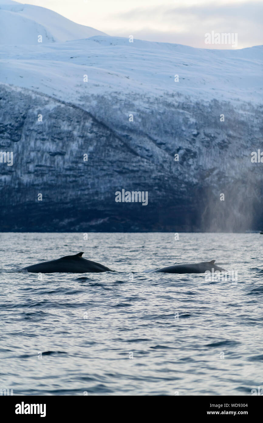 Humpback Whale, megattere, Megaptera novaeangliae, Kvaloyvagen, Norvegia, Oceano Atlantico Foto Stock