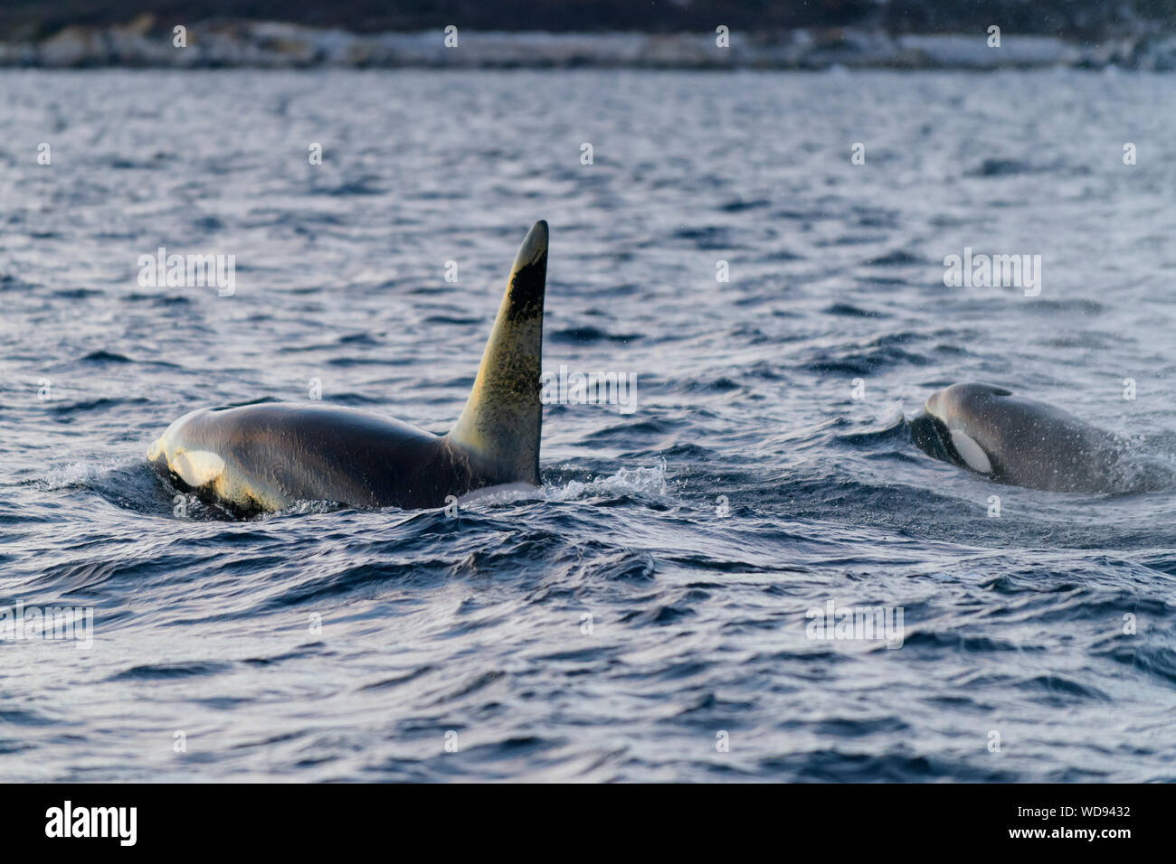Fon dorsale della balena killer, Orca, Orcinus Orca, Skjervoy, Norvegia, Oceano Atlantico Foto Stock