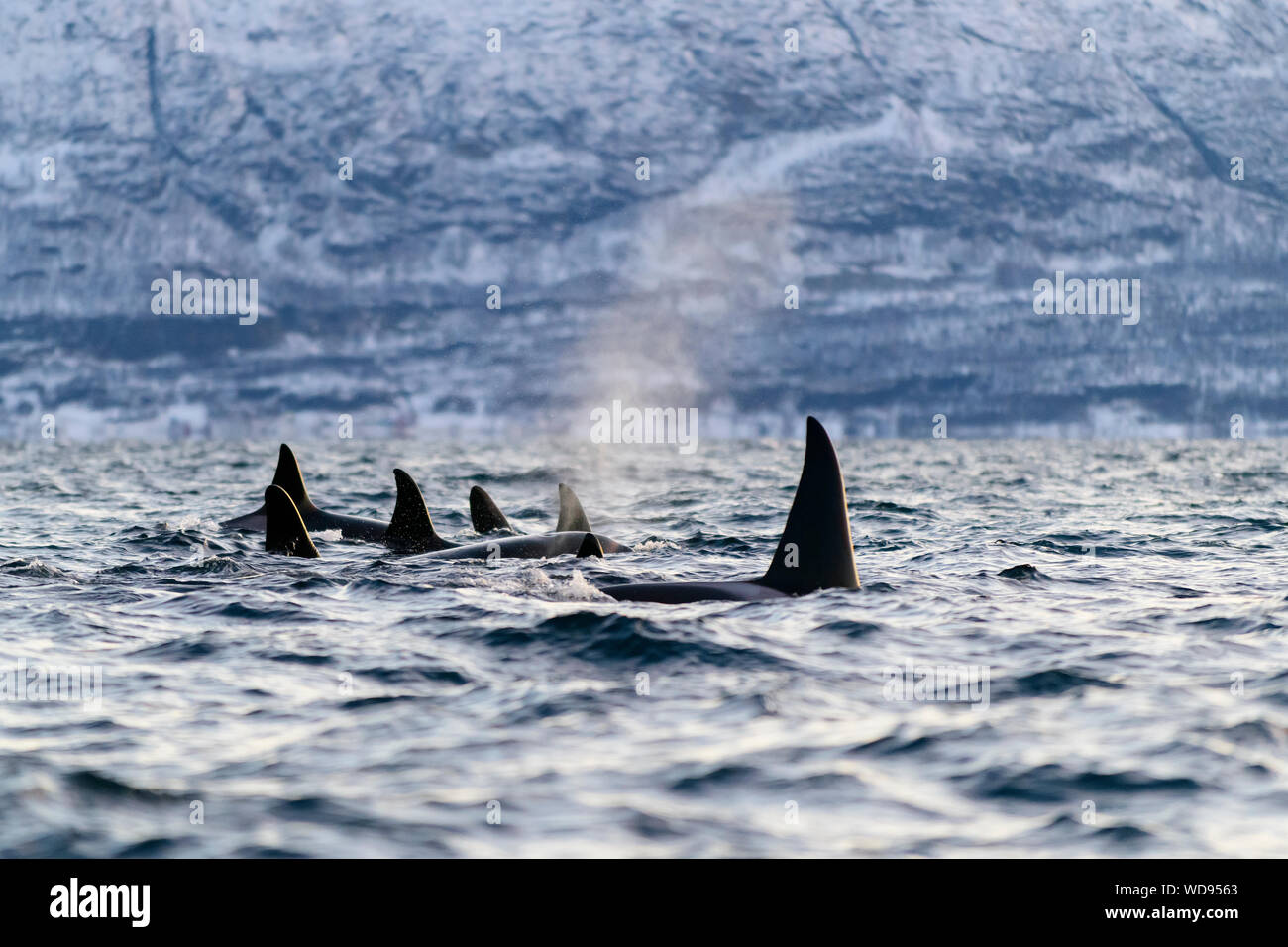 Scuola di orche, Orcas con soffio, Orcinus Orca, Skjervoy, Norvegia, Oceano Atlantico Foto Stock