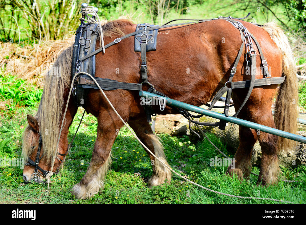 Cavallo di registrazione al lavoro di riposo. Dorset, Regno Unito Foto Stock