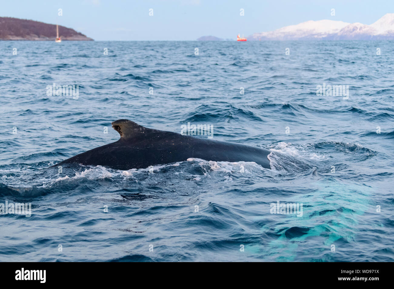 Humpback Whale, Megaptera novaeangliae, Kvaloyvagen, Norvegia, Oceano Atlantico Foto Stock