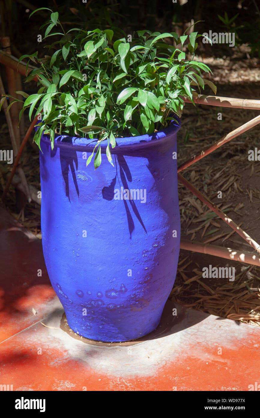 Piante in vaso blu a Giardini di Majorelle di Marrakech, Marocco Foto Stock