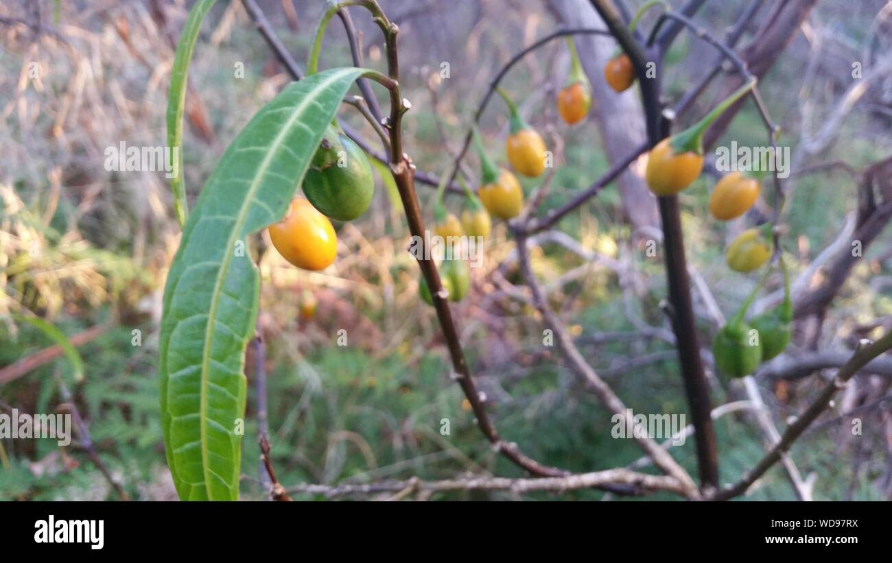 Bush Tucker - frutti di mela canguri - non ancora maturi Foto Stock