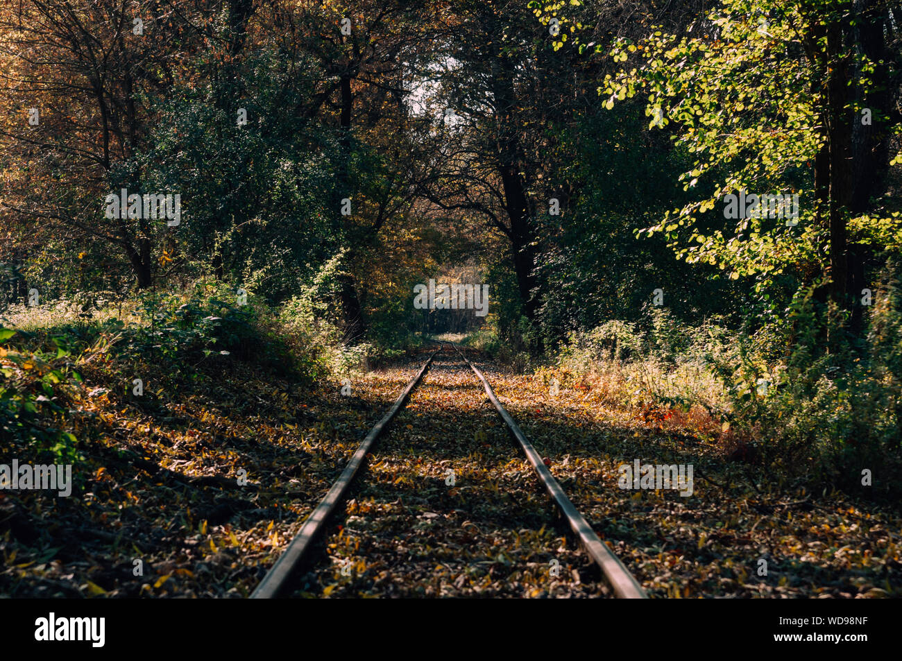 Binari del treno in una foresta Foto Stock