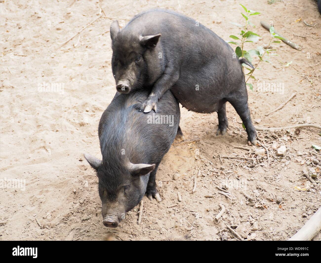 Il cinghiale humping un altro a vita selvaggia Foto Stock