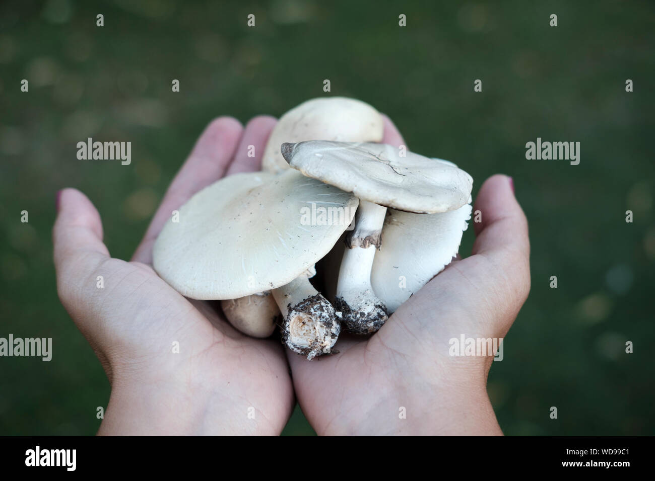 Rovistando funghi selvatici, Surrey, Regno Unito Foto Stock