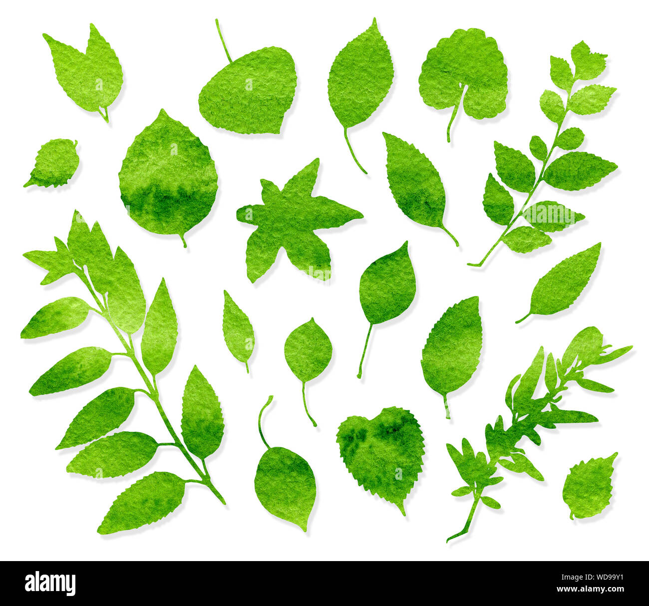 Acquerelli di foglie verdi impostato su sfondo bianco Foto Stock