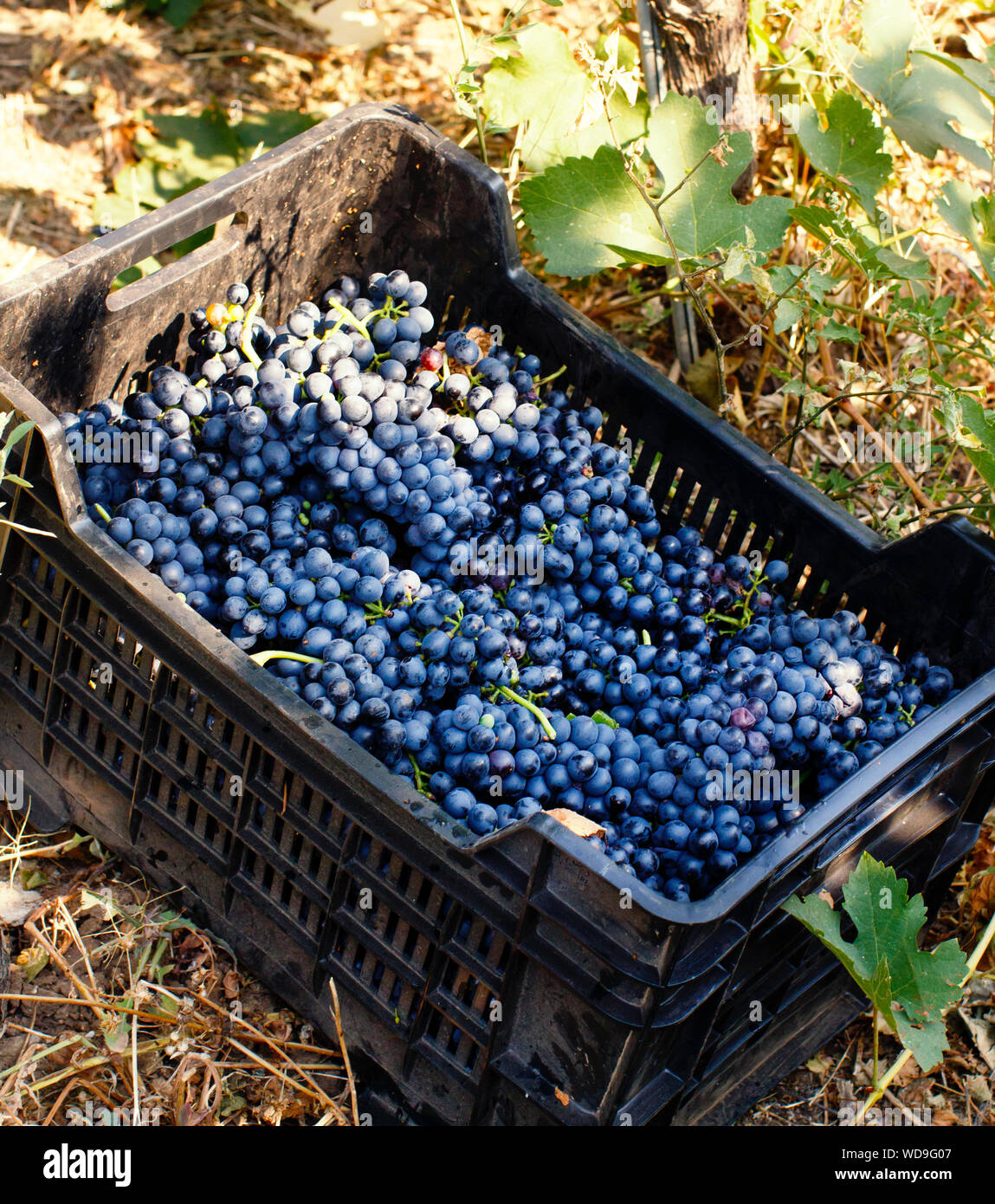 Uva nella cassa plastica durante la vendemmia in Sud Italia, Puglia Foto Stock