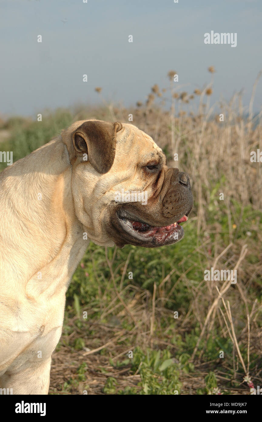 Femmina bullmastiff colore rosso del cane di razza pura vicino al mare Foto Stock