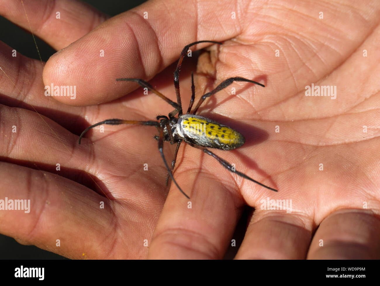 Seta dorata orb-tessitore sulla mano adulta, Madagascar Foto Stock