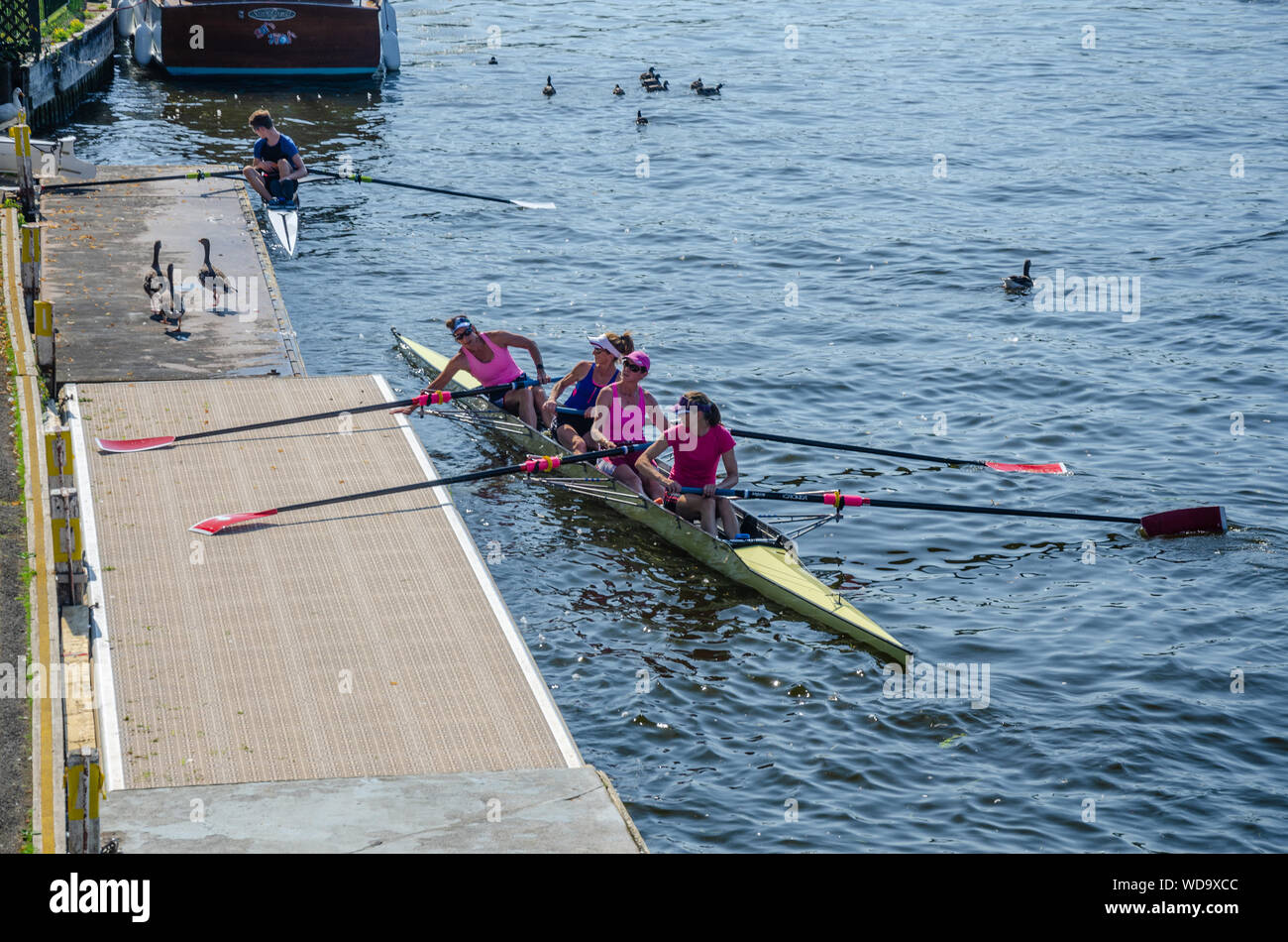 Un signore rowing equipaggio portare la loro barca a terra a un pontone lungo il lato del fiume Tamigi a Marlow nel Buckinghamshire, UK Foto Stock