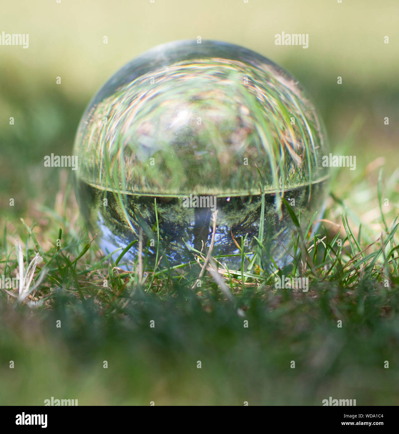 Sfera di cristallo foto di erba e un albero Foto Stock