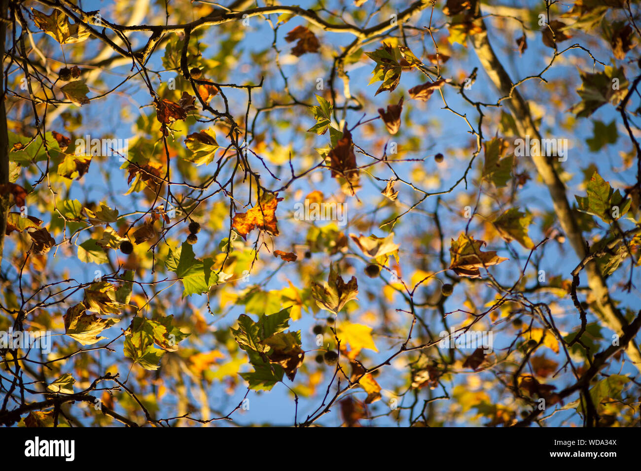 Foglie di autunno contro il cielo blu Foto Stock