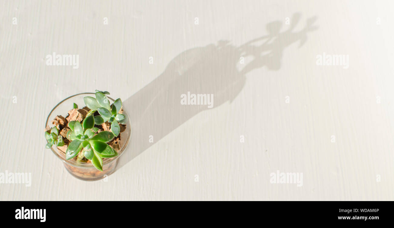 Piante succulente Sedum adolphii 'Golden Glow' in un recipiente trasparente con tappi vino su un tavolo bianco. Minimalismo. Foto Stock