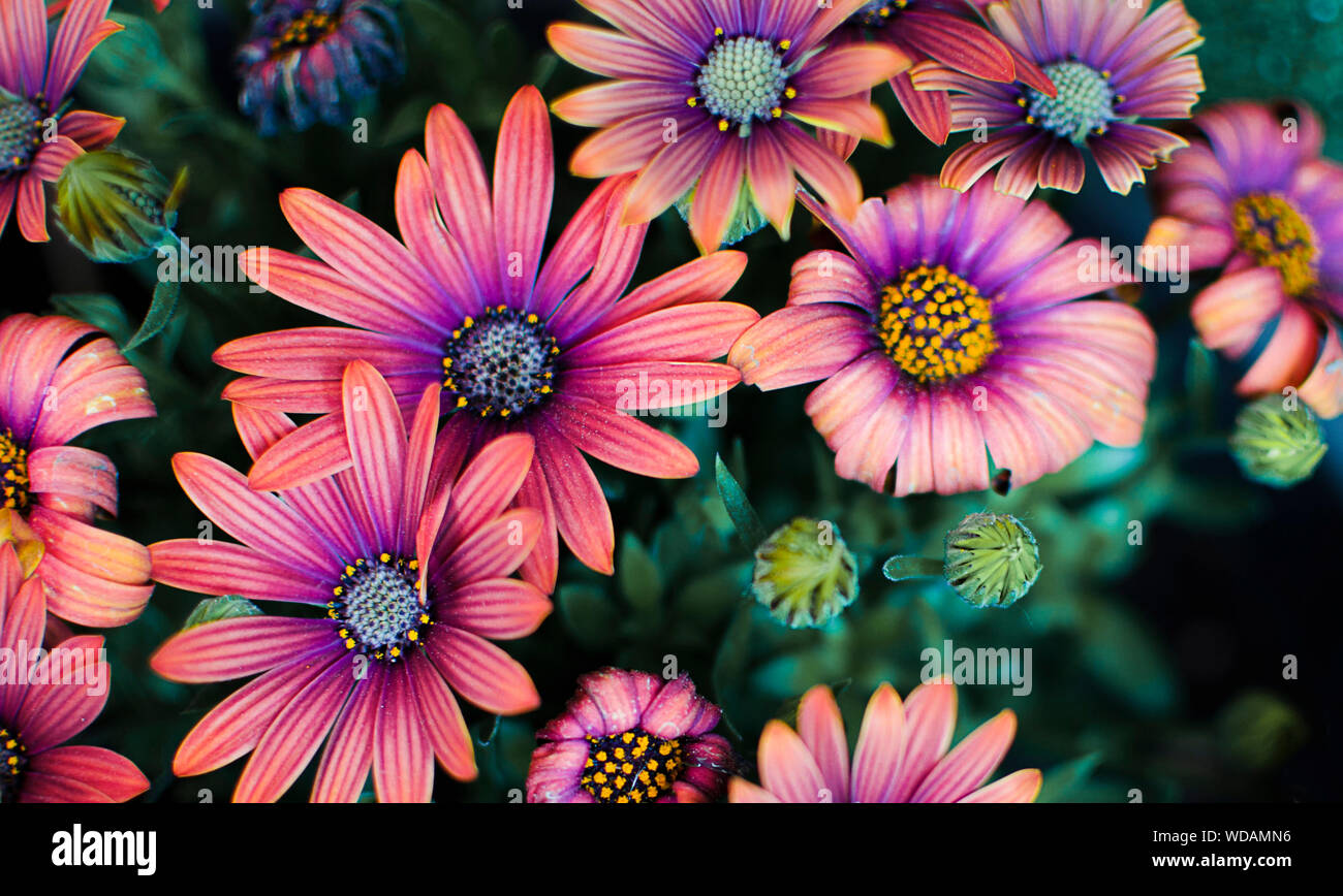 Gruppo di bella rosa e viola Dimorphoteca fiori Foto Stock