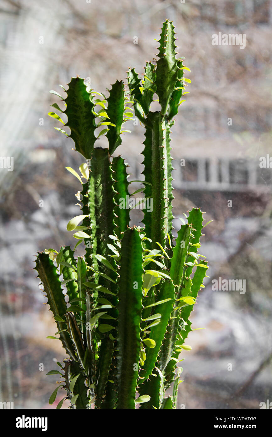 Triangolare (Euforbia Euphorbia) nel vaso di fiori sul davanzale interno, street al di fuori della finestra, retro-illuminato di esposizione. Foto Stock