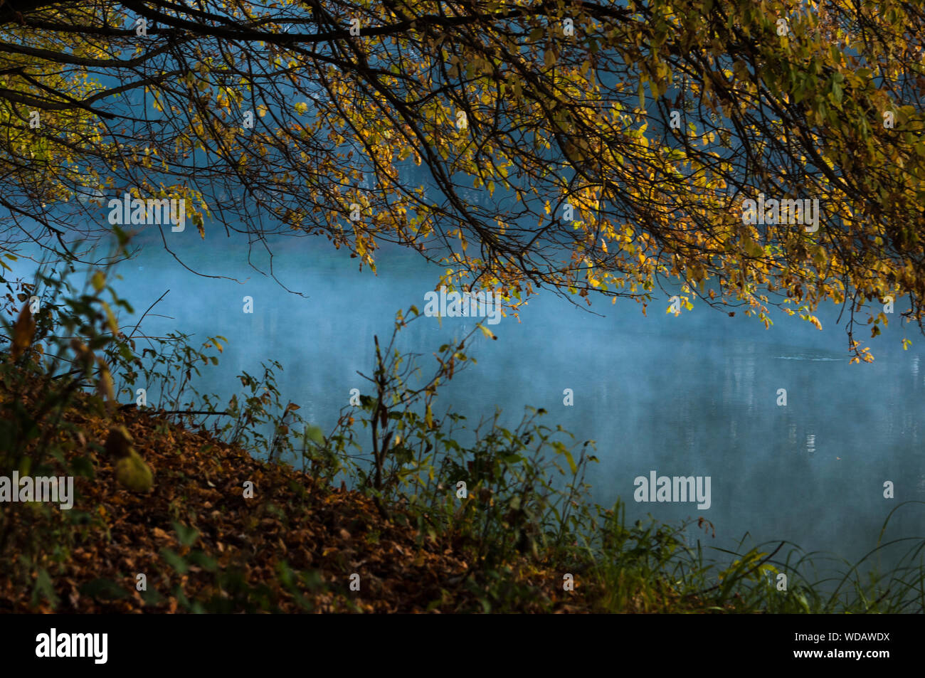 Foglie di autunno al di sopra di un fiume nella foresta Foto Stock