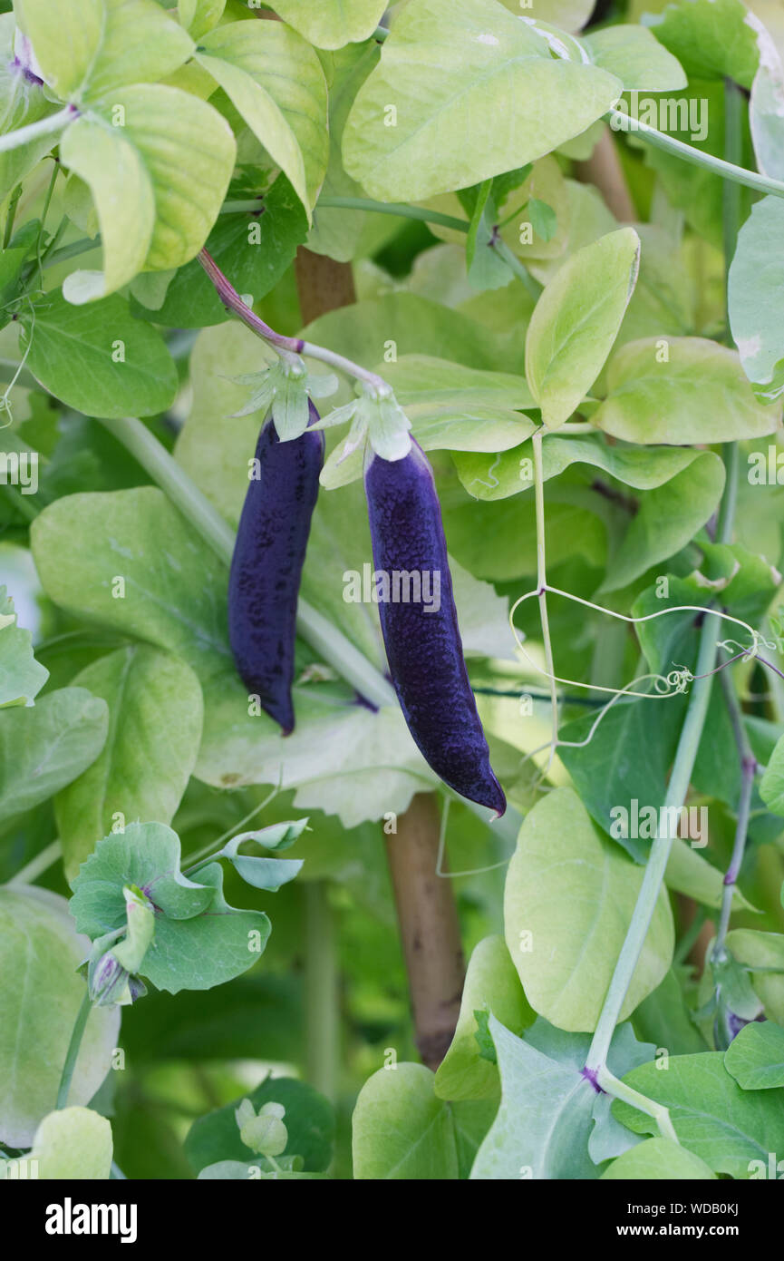 Pisum sativum. Purple podded piselli in orto. Foto Stock