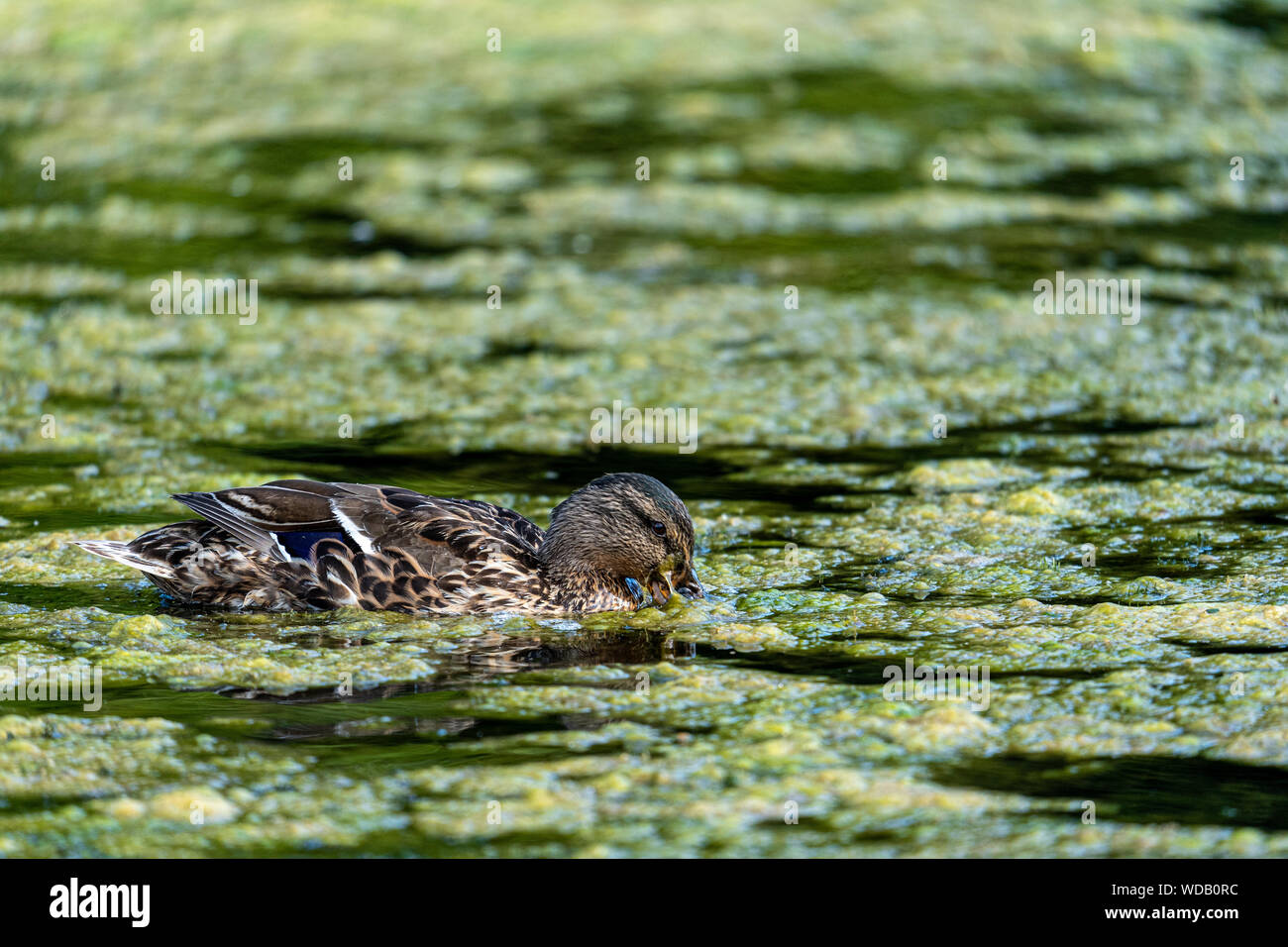 Duck sul lago Foto Stock