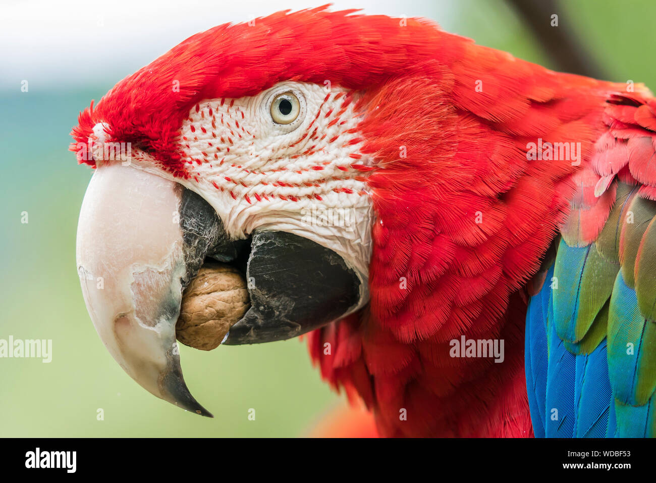 Rosso-verde macaw è mangiare una noce / Rotgrüner Ara knackt eine Walnuss Foto Stock