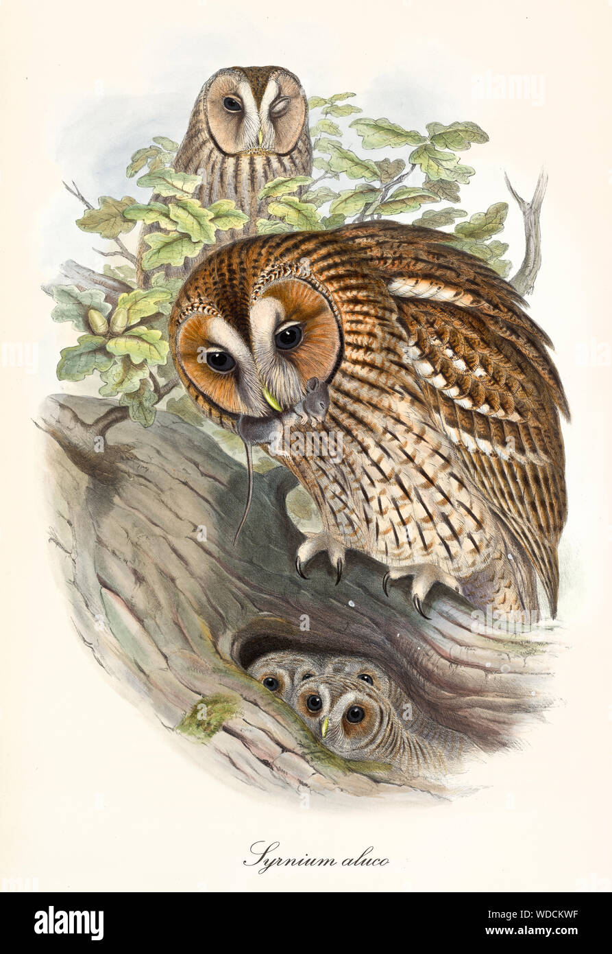 Allocco portando cibo per i suoi figli nella loro den nella foresta. Vecchio e dettagliata illustrazione colorata di Allocco (Strix aluco). Da John Gould publ. In London 1862 - 1873 Foto Stock