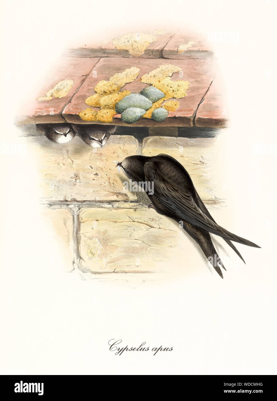 Black Bird portando cibo al suo nido fatto sotto alcune tegole del tetto mentre i suoi figli sono in attesa. Vecchia illustrazione colorata del Comune (Swift Apus apus). Da John Gould publ. In London 1862 - 1873 Foto Stock