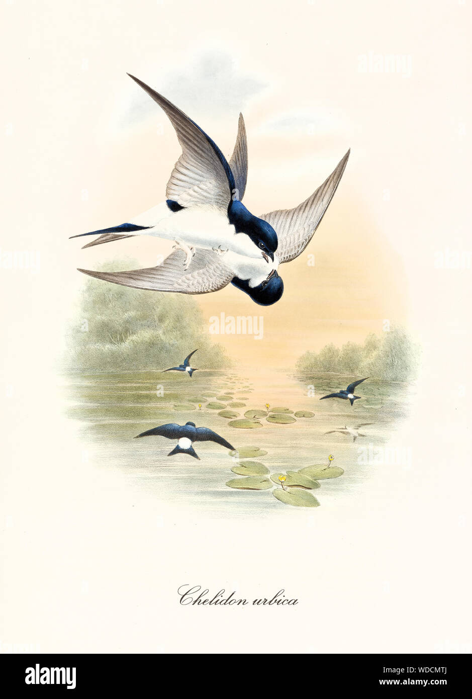 Due in bianco e nero gli uccelli combattimenti in aria su un laghetto. Colore di tramonto vintage illustrazione della casa comune Martin (Delichon urbicum). Da John Gould publ. In London 1862 - 1873 Foto Stock