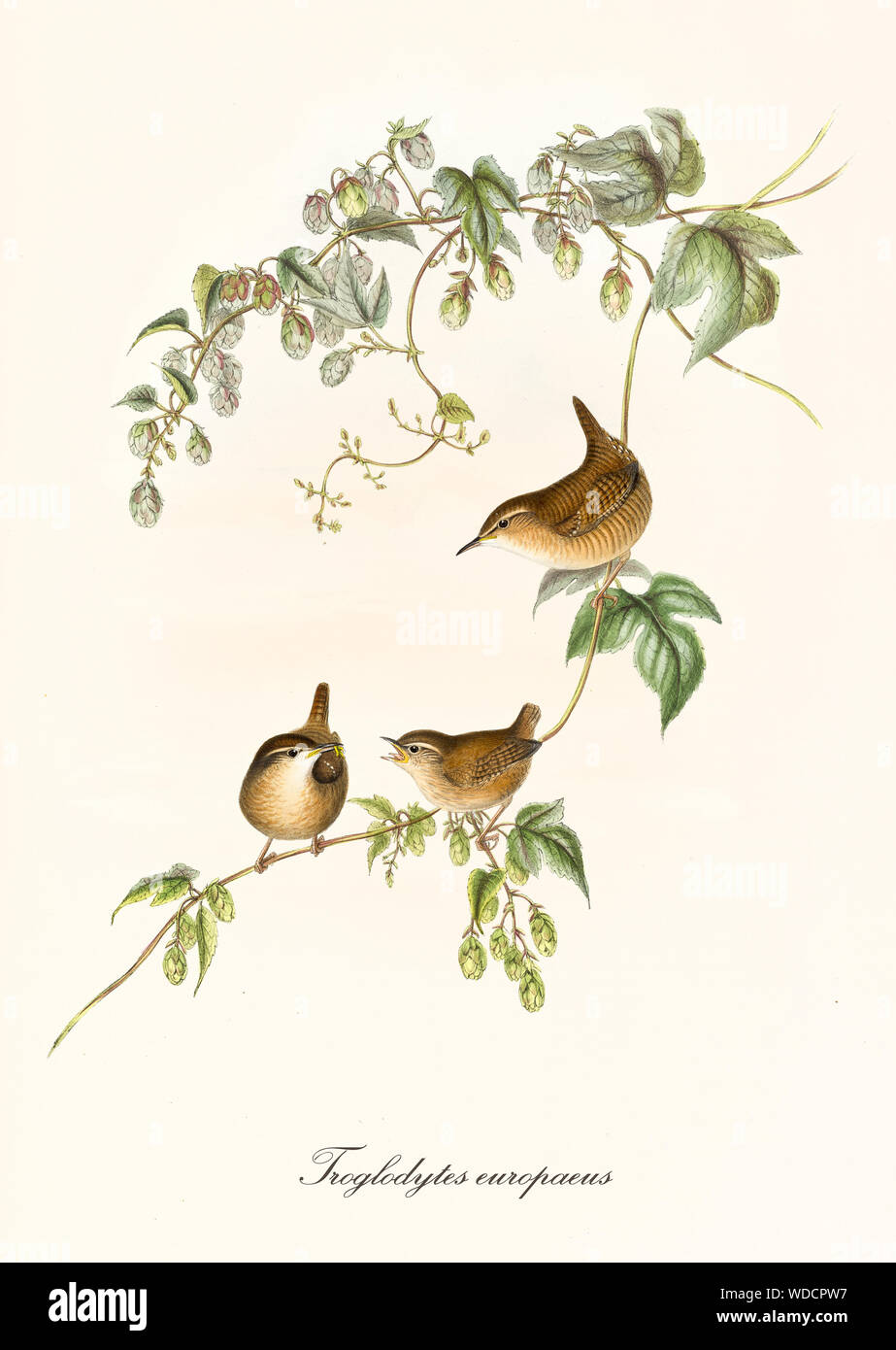 Tre piccoli graziosi arrotondato il canto degli uccelli su un singolo isolato thin filiale. Vecchio dettagliata illustrazione botanica di Eurasian Wren (Troglodytes troglodytes). Da John Gould publ. In London 1862 - 1873 Foto Stock