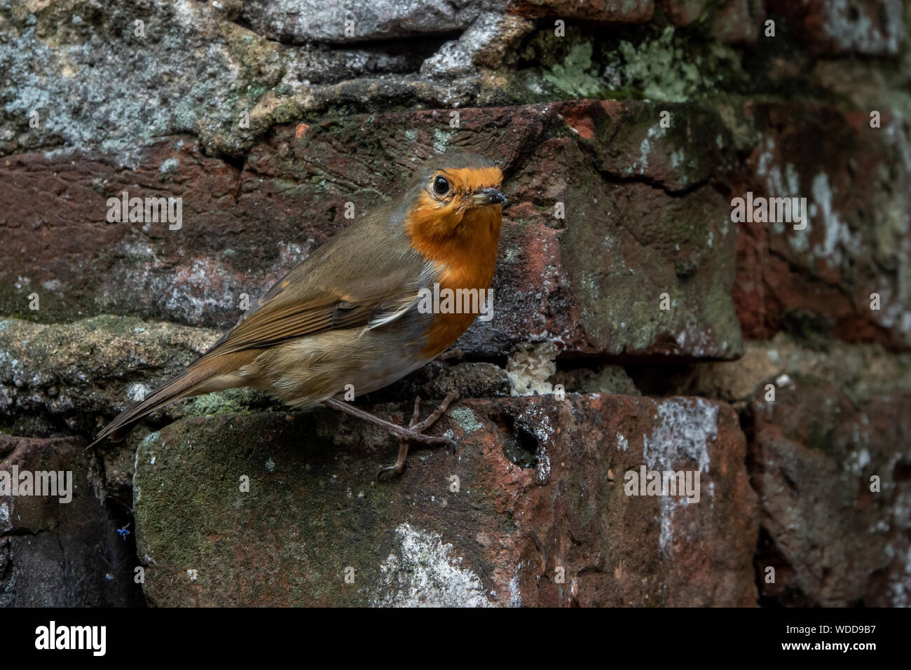 Robin si aggrappa ad un muro di mattoni. Foto Stock