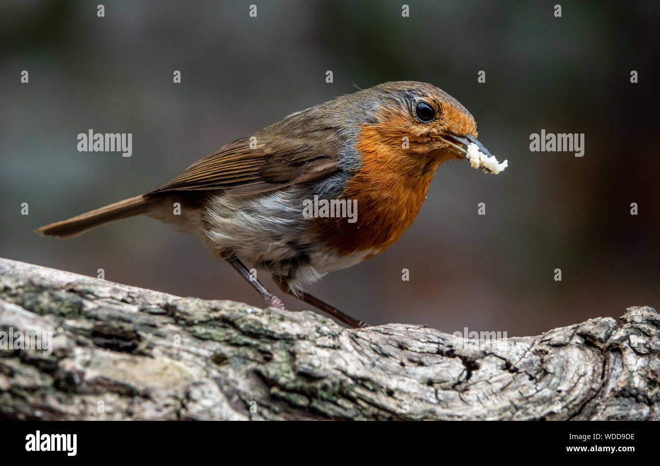 Robin alimentazione su un log Foto Stock