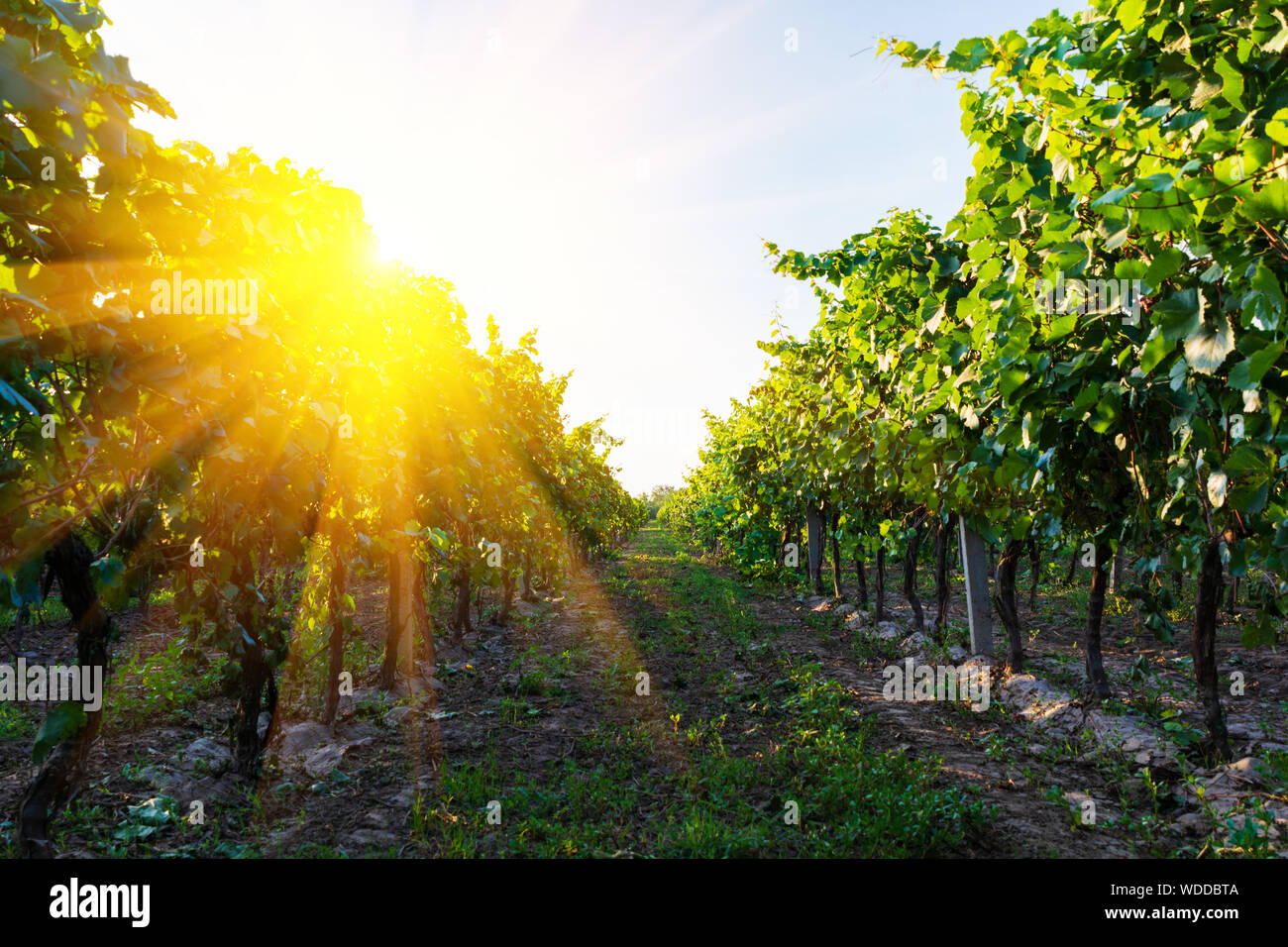 Vigna al tramonto con raggi del sole in autunno. Tempo di raccolta o il concetto di vinificazione Foto Stock