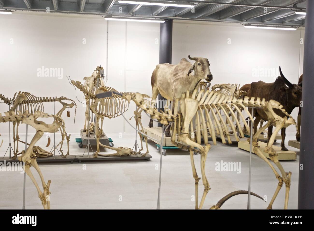 (190829) -- LEIDEN, il 29 agosto 2019 (Xinhua) -- foto scattata su agosto 27, 2019 mostra gli scheletri di animali e altre mostre a Nauralis biodiversità centro di Leiden, Paesi Bassi. Naturalis biodiversità centro, un rinomato museo nazionale e istituto di ricerca sulla biodiveristy, riapre al pubblico dal 31 agosto, 2019 dopo due anni di rinnovo e il completamento di un nuovo museo. In base a Leiden, Olanda, il centro vanta una collezione di 42 milioni di piante, animali, fossili e rocce. (Foto di Sylvia Lederer/Xinhua) Foto Stock
