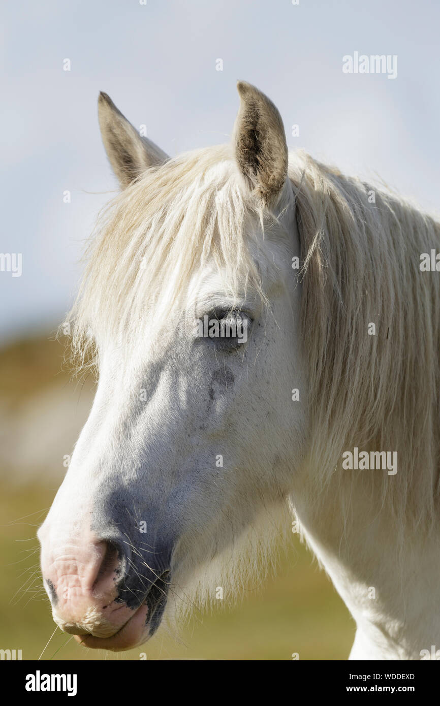 In prossimità di un cavallo bianco sulla Wild Atlantic modo, Donegal, Irlanda Foto Stock