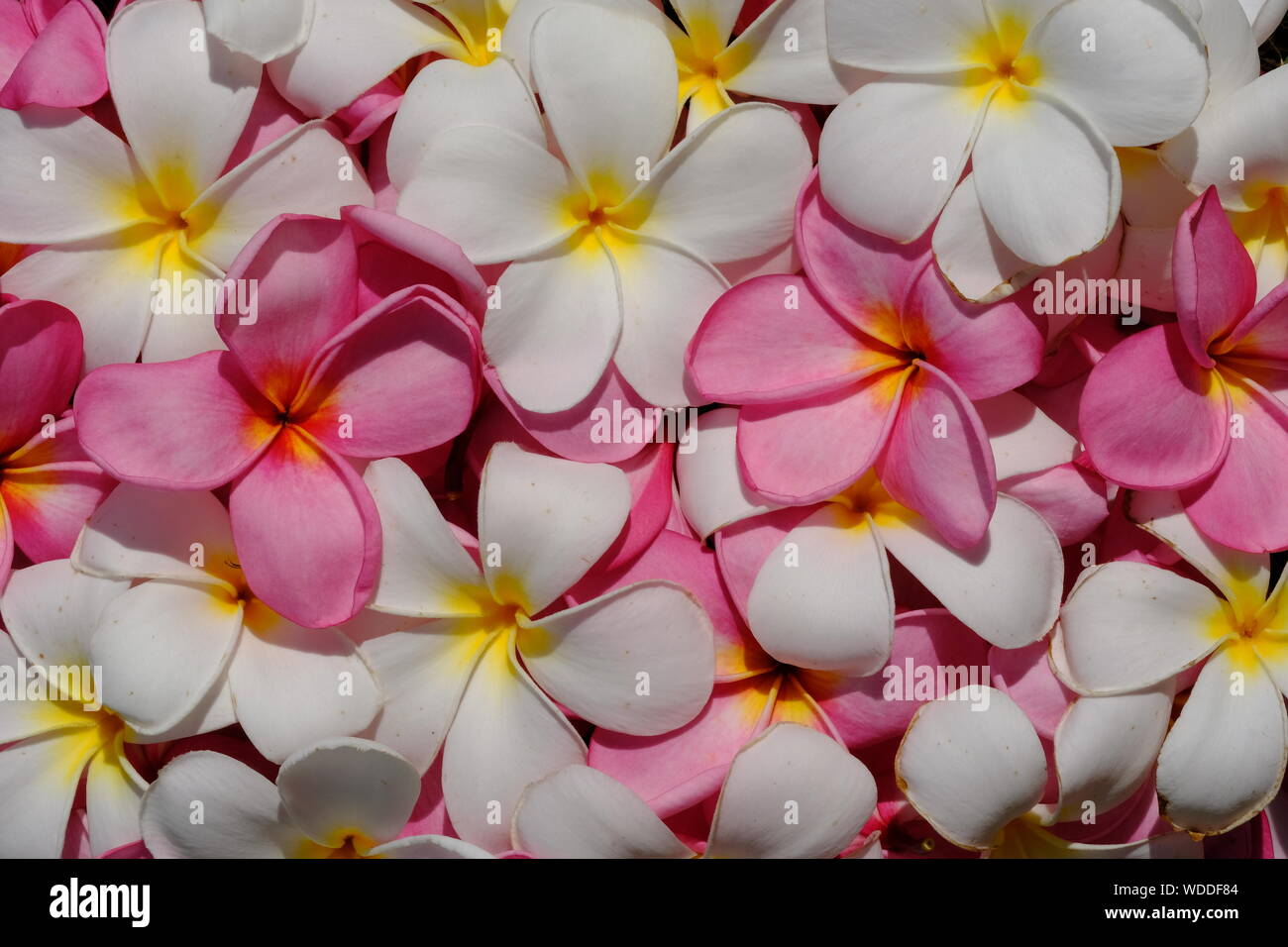 Bella raccolta di esotici Frangipani Plumeria fiore in Indonesia bianco rosso e giallo Foto Stock
