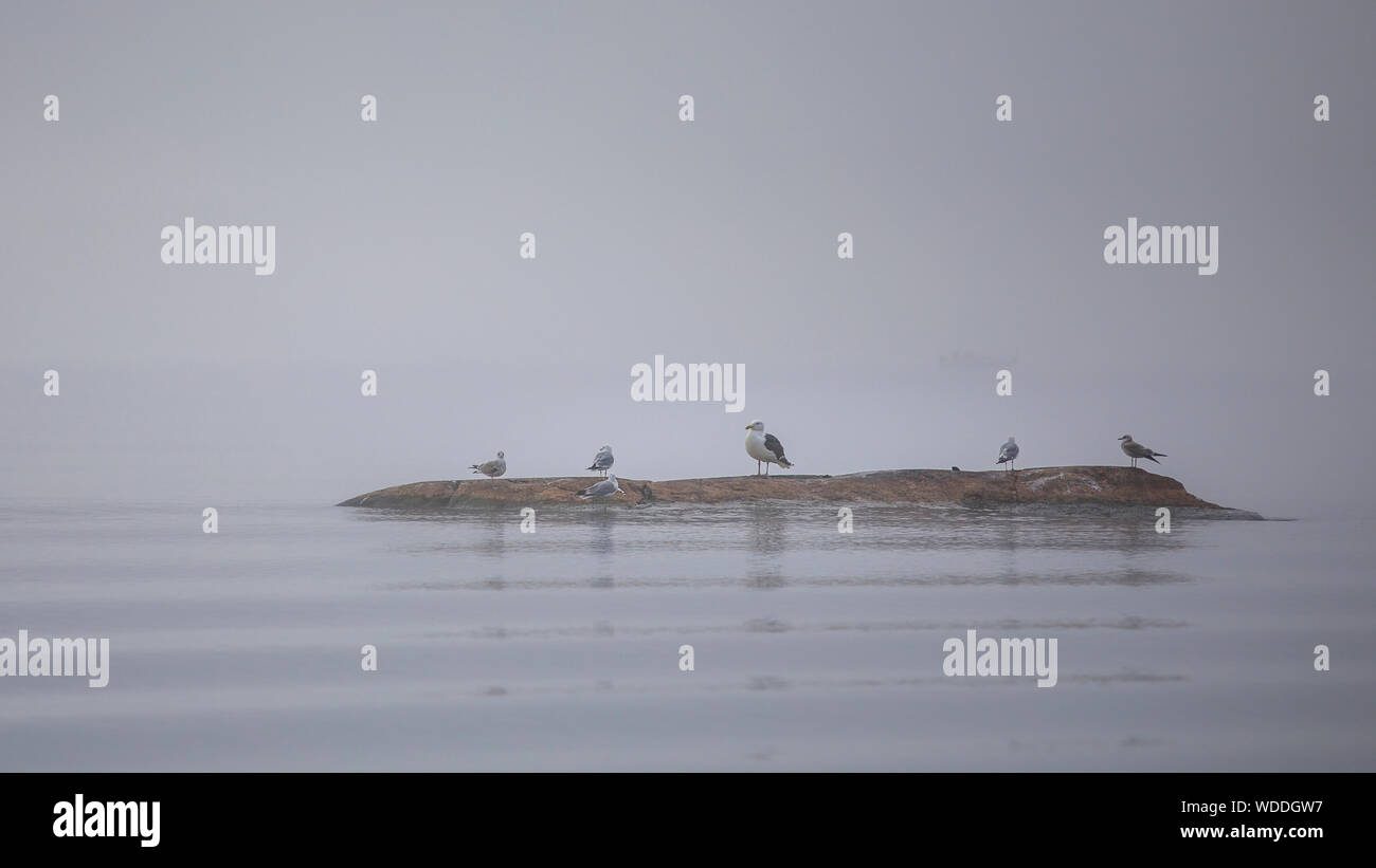 Lugubre vista del gruppo di uccelli seduto sulla piccola piccola isola nella nebbia mattutina Foto Stock