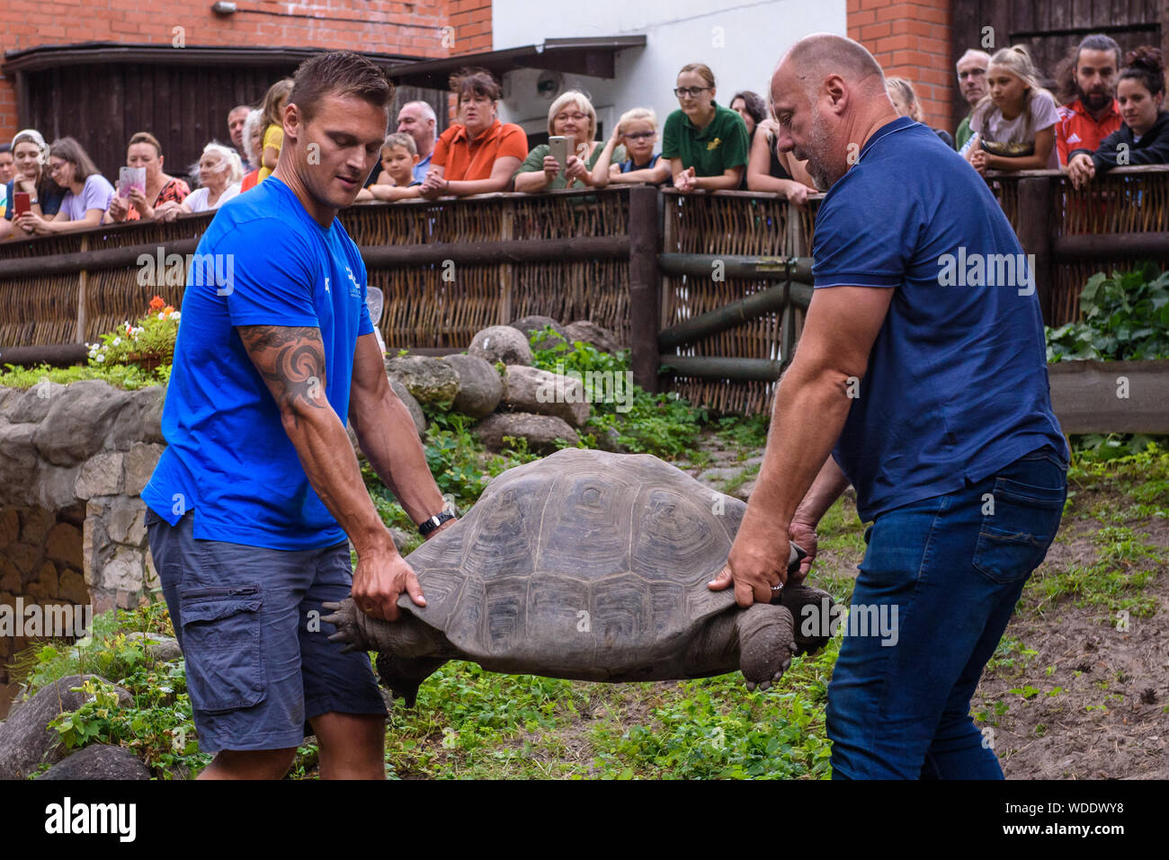 RIGA, Lettonia. Il 29 agosto, 2019. Daumants Dreiskens (L) e Raimonds Bergmanis (R), durante il XIX annuale di Galápagos tartarughe evento di pesatura con l aiuto dell'evento patrono, Raimonds Bergmanis, uomo forte e Daumants Dreiskens, bobsledder e campione olimpico. alla riga Zoo. Credito: Gints Ivuskans/Alamy Live News Foto Stock