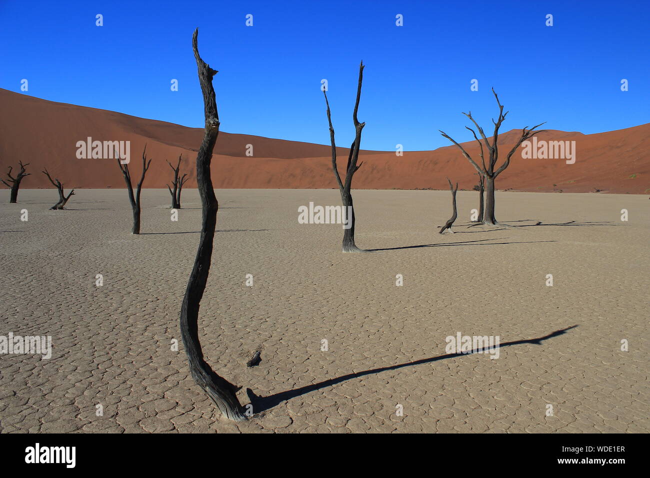 Dead Vlei è un argilla bianca basin nel deserto del Namib in Namibia. I tronchi di alberi che sono morti 900 anni fa diffondere le loro ombre. Foto Stock