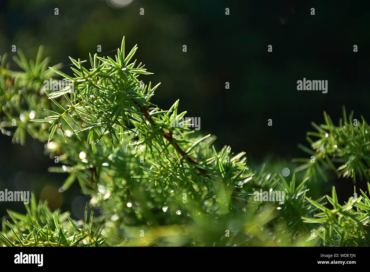 Rugiada di mattina su le foglie sempreverdi di ginepro con sfondo naturale Foto Stock
