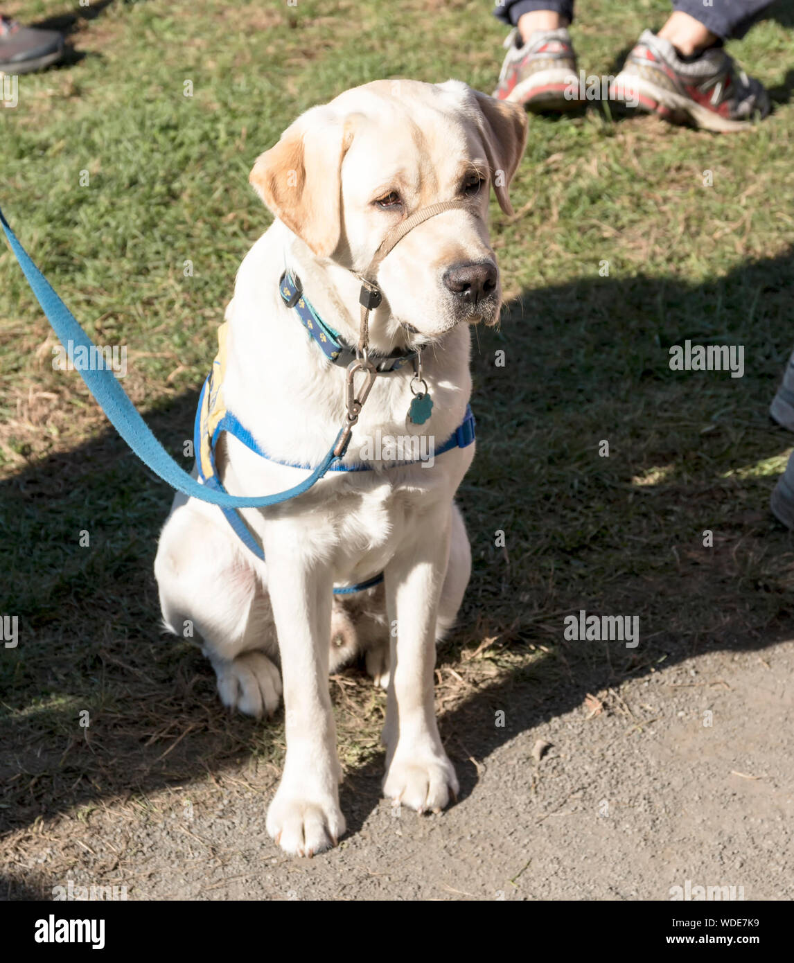 Un cane seduto ancora viene addestrato per assistere le persone cieche in un parco che è pieno di attività tutte intorno ad esso. Foto Stock