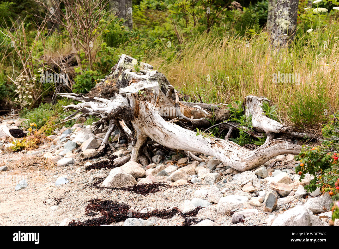 La martoriata costa di Vinalhaven isola nel Maine ha ceppi di alberi, rocce e alghe marine che mostra la battitura il litorale prende. Foto Stock