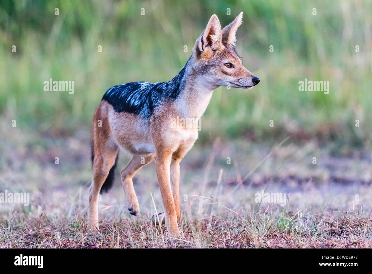 Nero-backed Jackal permanente e la scout Foto Stock