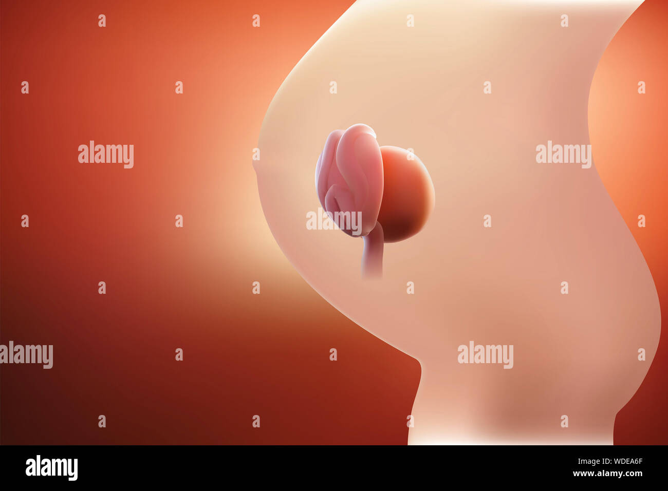 L'immagine dell'embrione o all'uovo nel grembo della madre ha una tonalità rossastra. 3D illustrazione Foto Stock