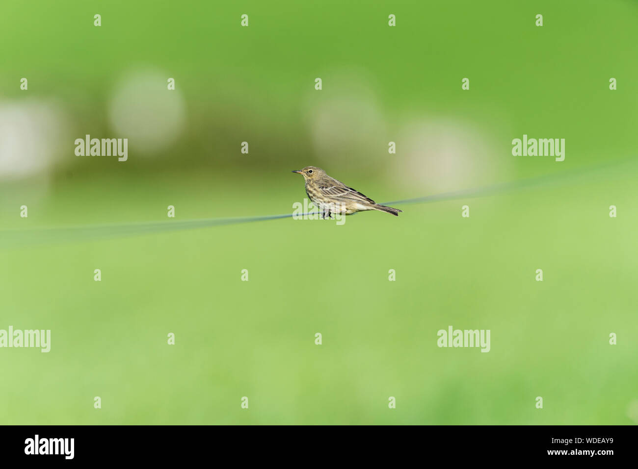 Prato, pipit Anthus pratensis, sul filo di recinzione con soft fuori fuoco sfondo verde. Foto Stock